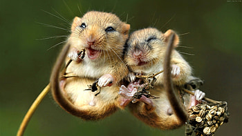 mouse animal , backgrounds, Rodent, Nature graphy HD wallpaper