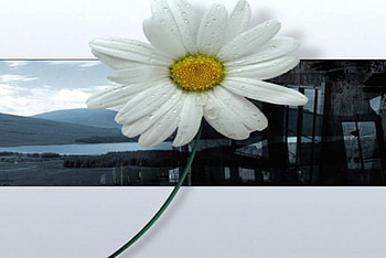 White Daisy, scenic strip, flower HD wallpaper