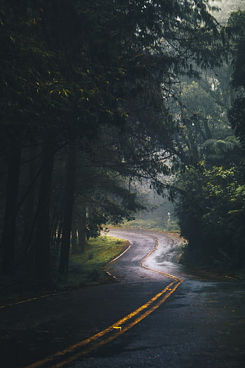 A tranquil curved forest road after rain, surrounded by lush green foliage and tall trees. HD phone wallpaper