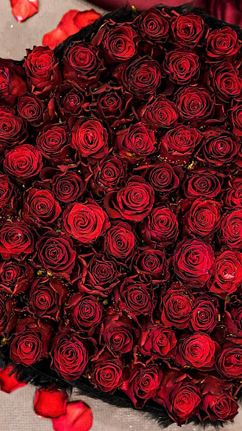 Red Rose, Red Adorable Roses HD phone wallpaper