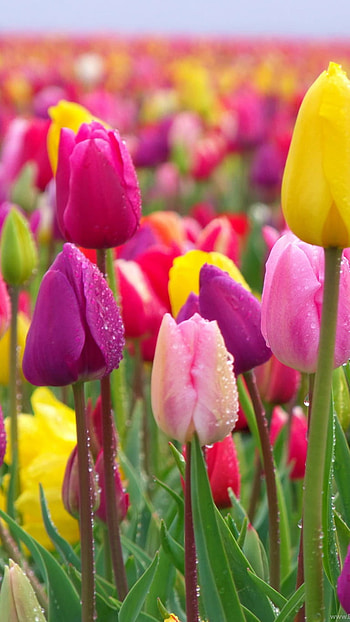 Tulip, Pink Flower HD phone wallpaper