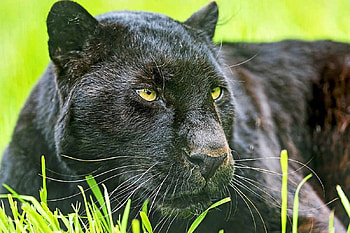 Panther, animal, feline, cat HD wallpaper