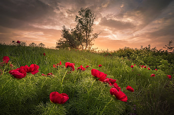 Peonies at sunset, bulgaria, meadow, peonies, sunset HD wallpaper