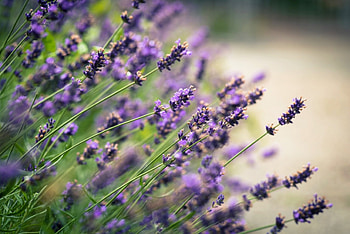 Lavender, nature, flowers, petals HD wallpaper