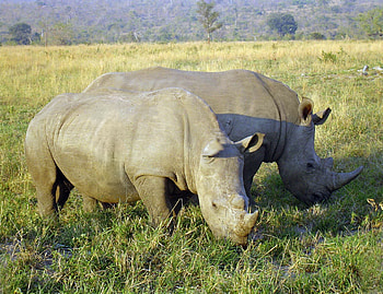 Animals, Food, Grass, Field, Rhinos HD wallpaper