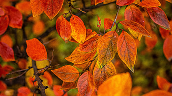 Yellow Red Autumn Leaves Tree Branches In Blur Background graphy graphy HD wallpaper