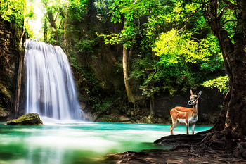 Waterfalls, National park, Forest, Trees, Deer, Thailand HD wallpaper