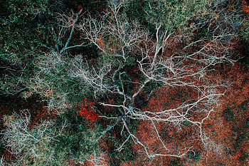 Nature, Trees, Autumn, View From Above, Branches HD wallpaper
