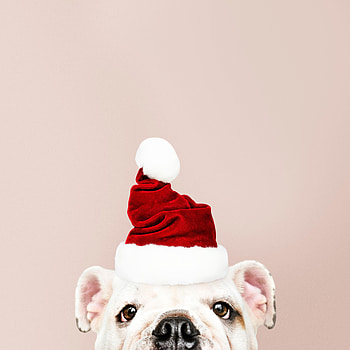 Holidays, New Year, Santa Claus, Dog, Christmas HD phone wallpaper