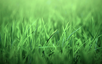 Plants, Grass, Background HD wallpaper