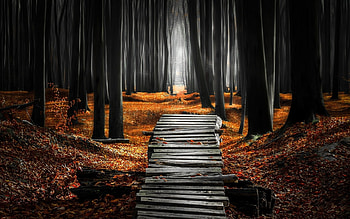 The dark forest, trees, wooden walkway, forest, dark HD wallpaper