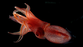 Humboldt Squid, squid, animal, water, humboldt HD wallpaper