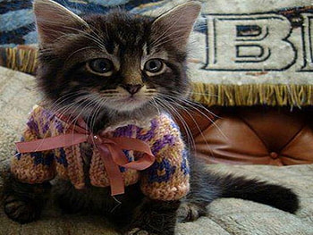 Kitten dress, colorful ribbon, cute look, look around, sit HD wallpaper