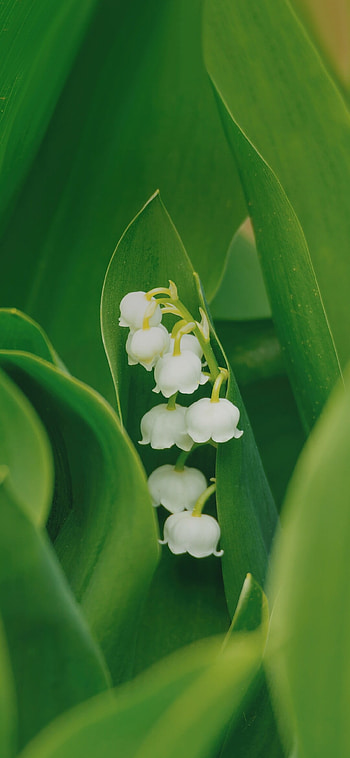 Beautiful small flower, Soham's , Nature's treasure, Pixahive's HD phone wallpaper