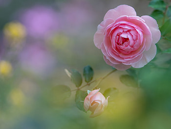 Pink Rose, Flowers, Boke, Pink, Rose HD wallpaper
