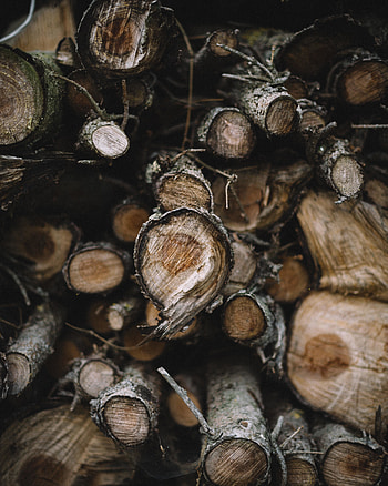 Wooden log, tree trunk, nature HD phone wallpaper