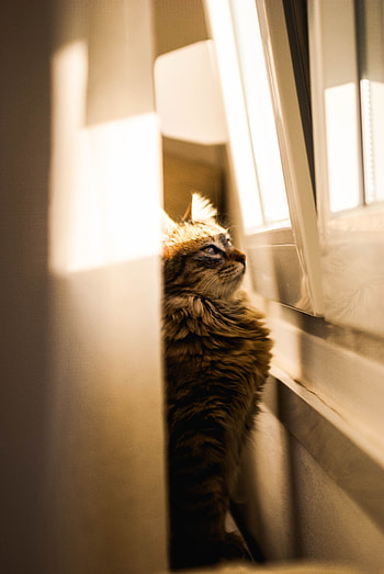 Animals, Cat, Window, Sunlight, Observation HD phone wallpaper