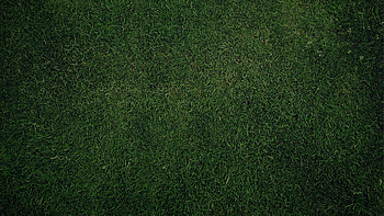 Green Grass Background. How to set on your ? Click the link from above and set the on the from your ... HD wallpaper