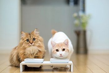 meal time, kitten, great, awesome, kitty, , cats, cute, , outstanding, wonderful, kittens, nice, fantastic, amazing, adorable, marvellous, stunning, milk, sweet, meal, cat, beautiful, food, super, feeding, pretty, bowl, skyphoenixx1 HD wallpaper