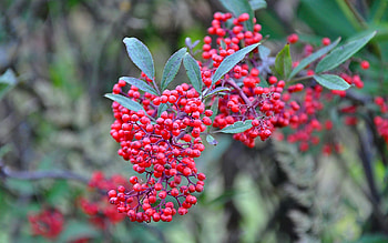 Plants, Berries HD wallpaper