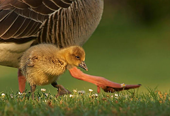 first steps, steps, goose, animals, little HD wallpaper