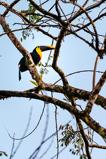 Animals, Bird, Branch, Animal, Toucan HD phone wallpaper