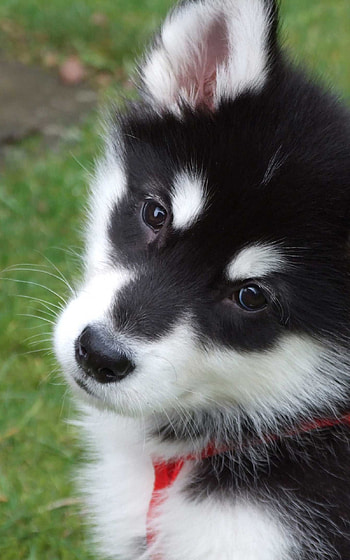 Puppy, Alaskan Malamutes HD phone wallpaper