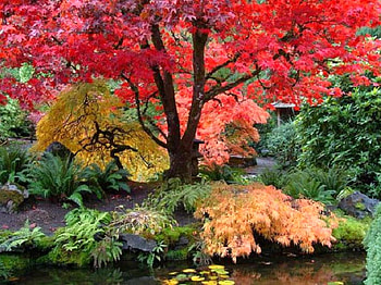 Red Tree, beautiful, , tree, red HD wallpaper