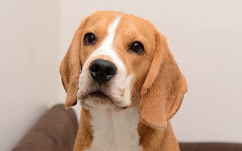 Animals, Muzzle, Sweetheart, Nice, Puppy, Kind, Eared HD wallpaper