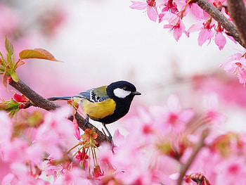 Bird spring, , Backgrounds HD wallpaper
