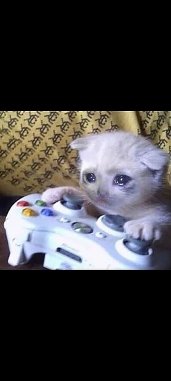 Cat playing, game, loosing, cat_crying HD phone wallpaper