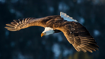 Flight, Eagles HD wallpaper