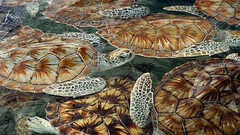 Animals, Turtles, Sea, Swim, Float HD wallpaper