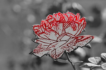Artsy Rose, rose, macro rose, art, red rose HD wallpaper
