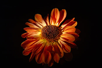 Dahlia, yellow, flower, red, nature HD wallpaper