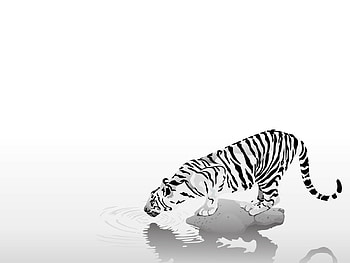 Animals, Tigers HD wallpaper
