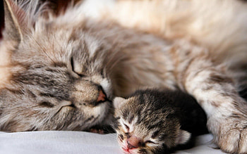 Animals, Cat, Young, Kitty, Kitten, Couple, Pair, Sleep, Dream, Joey, Tenderness HD wallpaper