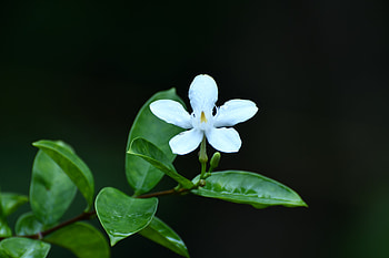 White flower on dark background, white flower, graphy HD wallpaper