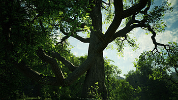 Unreal Engine 4 art, Wild oak trees, Artistic marvel, Captivating visuals HD wallpaper