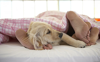 Animals, Legs, Dog, Sleep, Dream, Blanket HD wallpaper
