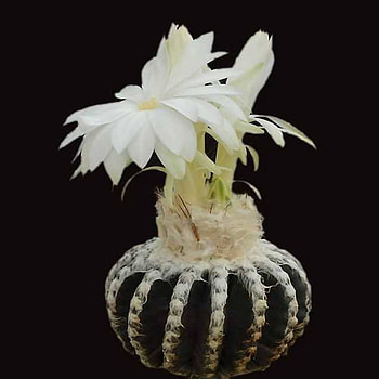 cactus, white, macro, flower HD wallpaper