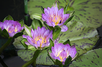 Flowers, Water, Leaves, Drops, Water Lilies, Pond HD wallpaper