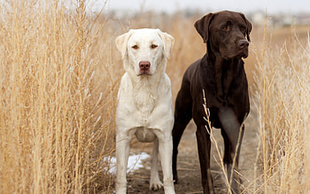 Labrador Retriever , mobile tablet, Labrador Retriever , Black Lab HD wallpaper