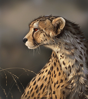 Art, Iris, Predator, Big Cat, Wildlife HD phone wallpaper