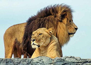 Leo and Lioness, animal, cats, sky, lions HD wallpaper