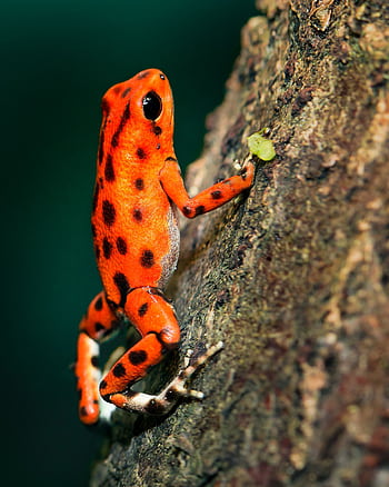 Close-up of a vivid red poison dart frog with black spots climbing a tree in the wild. HD phone wallpaper