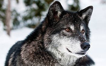 Gray Wolf, Gray wolf HD wallpaper