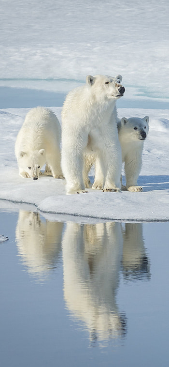 Magnificent animal kingdom, Arctic inhabitant, Majestic polar, Graceful predator HD phone wallpaper