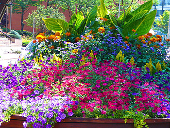 the-colors-of-summer, colors, summer, nature, flowers HD wallpaper