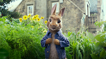 Peter, Rabbits HD wallpaper